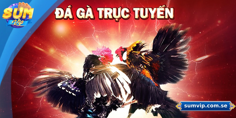 SUMVIP - Link Truy Cập SUMVIP.COM Chính Thức Không Bị Chặn 41 Sảnh đá gà trực tuyến cung cấp dịch vụ cá cược tại các giải đấu uy tín hàng đầu